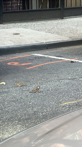 House Sparrow