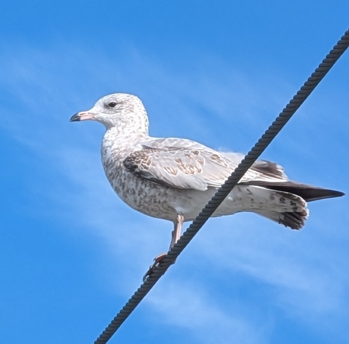 Ring-billed Gull
