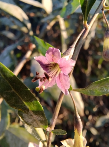 matrimony vine