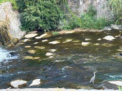 Grey Heron