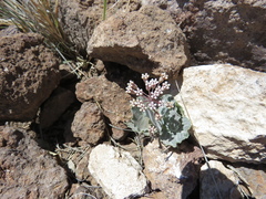 Asclepias nummularia