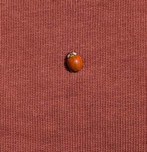 Asian Lady Beetle
