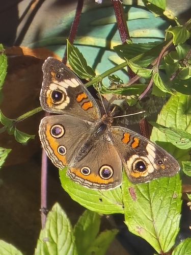 Common Buckeye
