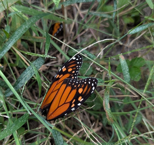 Monarch