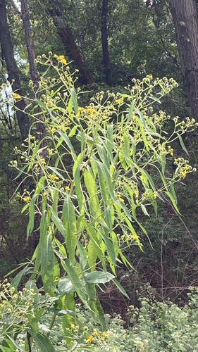 Wingstem