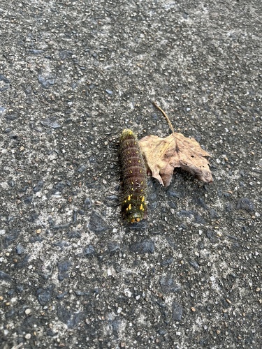 Imperial Moth