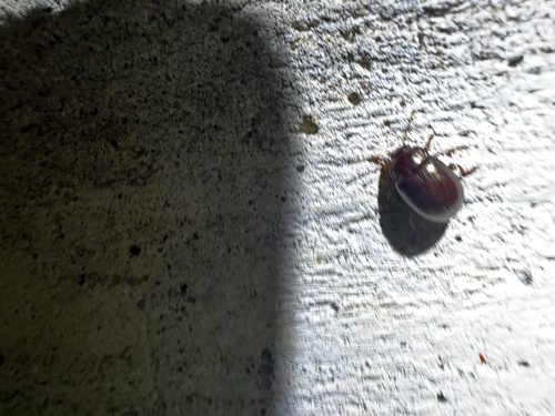 brown leaf beetle
