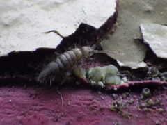 Entomobrya nivalis