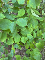 author not stated, no rights reserved Corylus americana, photograph author not stated, no rights reserved