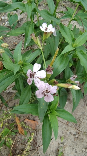Soapwort Anther Smut