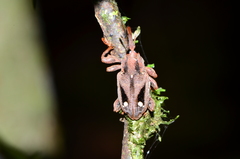 Heilipodus suspensus