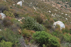 Leucospermum bolusii