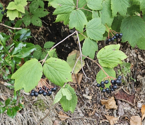 mapleleaf viburnum