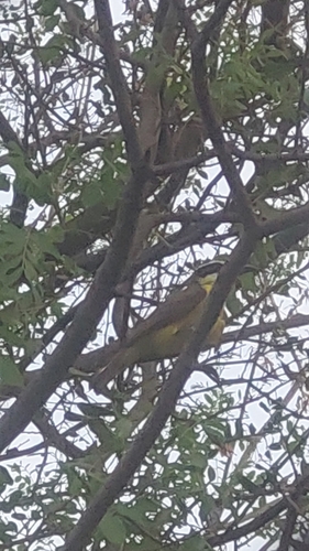Boat-billed Flycatcher