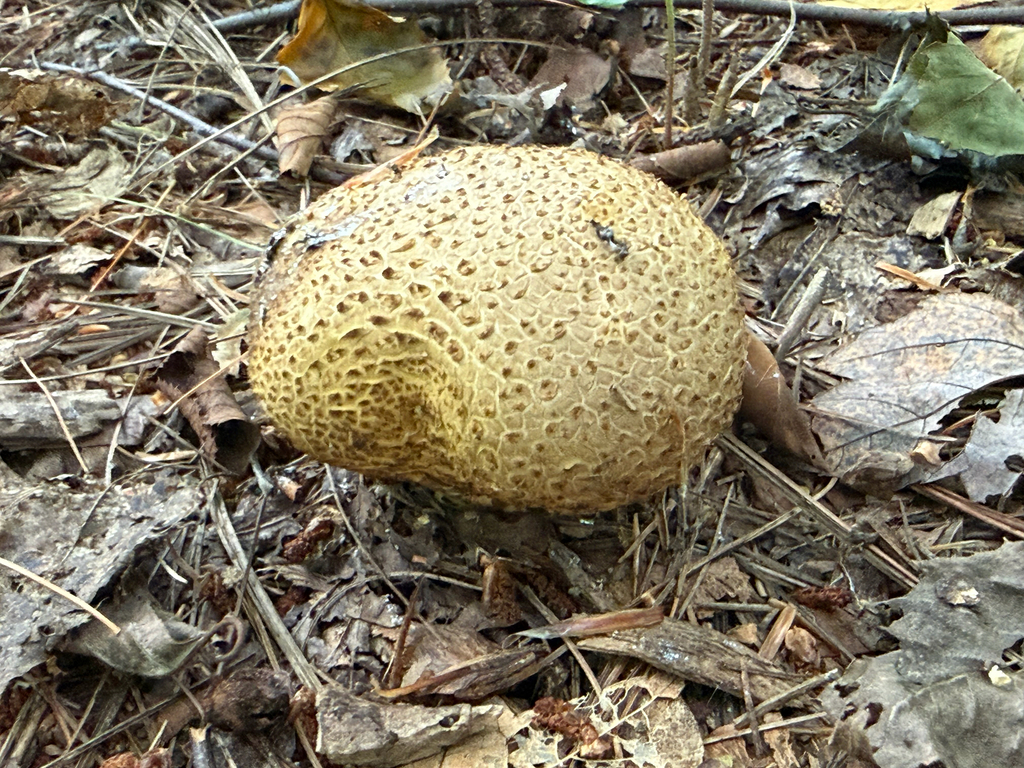 common earthball · September 2026 · photo: Photo: no rights reserved · iNaturalist