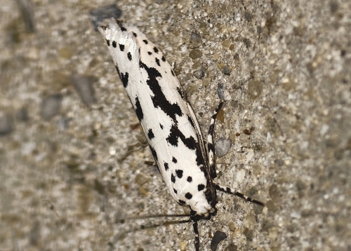 Candidella observed 2026-09-16