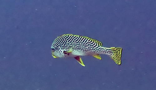 Plectorhinchus lineatus