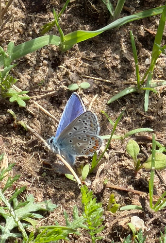 Common Blue