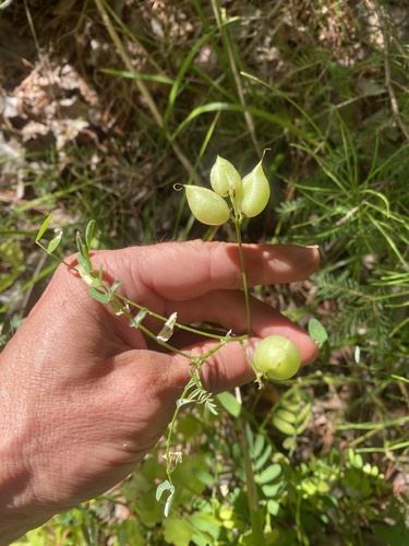 Cooper's Milkvetch