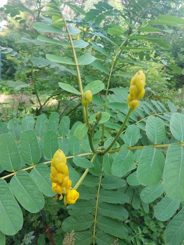 Candelabra Bush