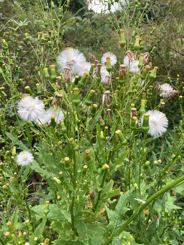 American burnweed