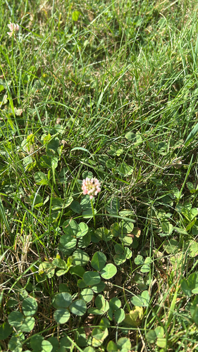 white clover