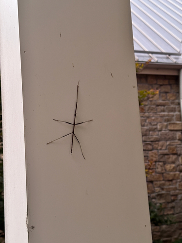 Northern Walkingstick
