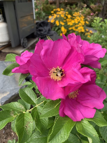 Common Eastern Bumble Bee