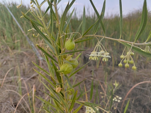 African Milkweed