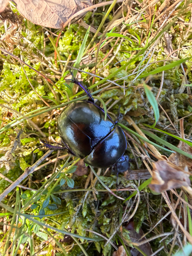 Springtime Dung Beetle