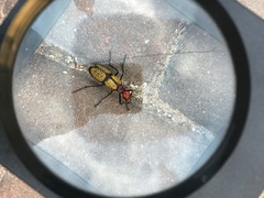 Tegrodera aloga