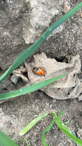 Variegated Lady Beetle