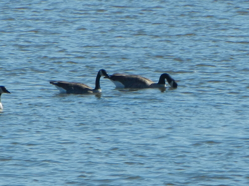 Canada Goose