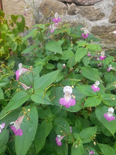 Kashmir Balsam