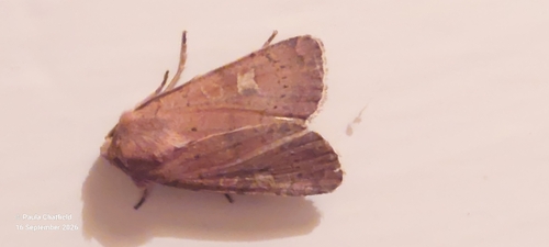 Square-spot Rustic