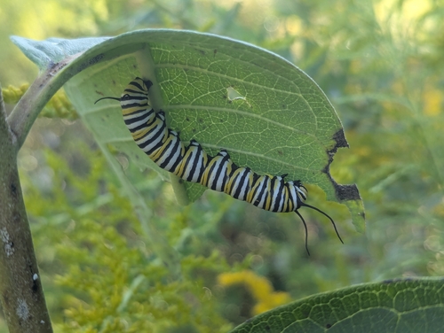 Monarch