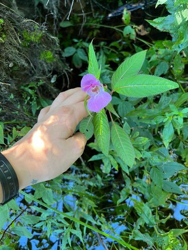 Himalayan balsam