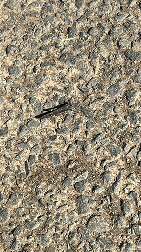 Crackling Forest Grasshopper