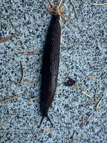 Black Slug