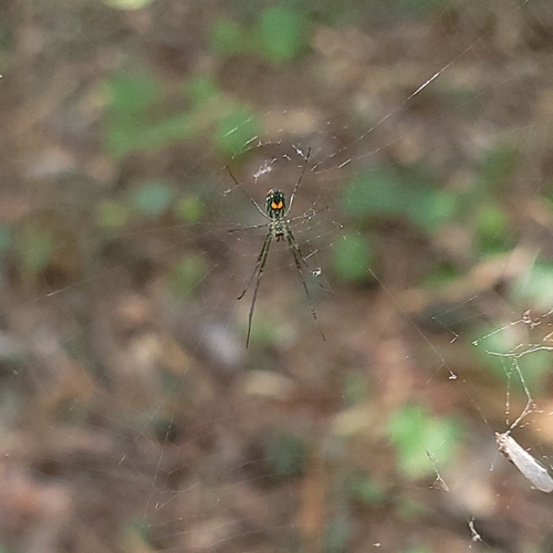 Mabel Orchard Orbweaver