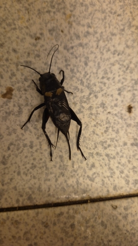 Southern Field Cricket