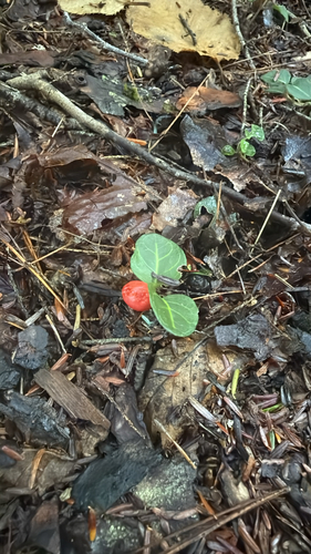 partridgeberry
