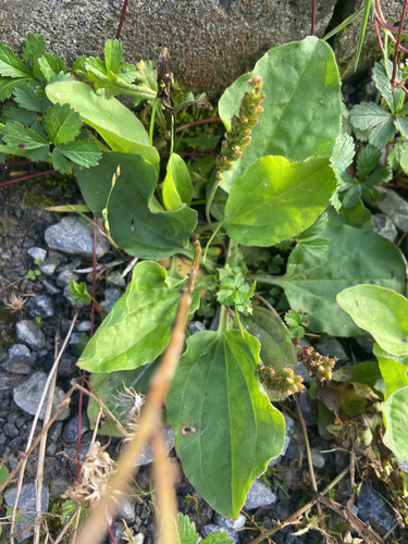 greater plantain