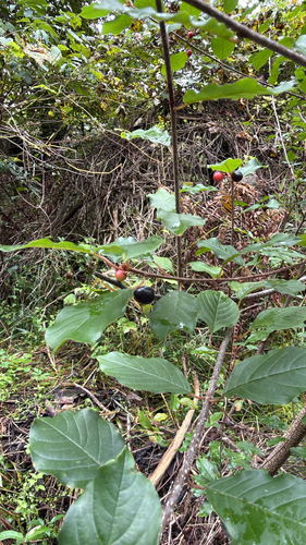 alder buckthorn