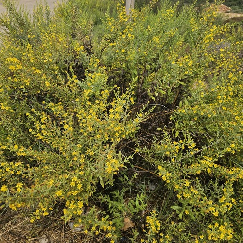 Dittrichia viscosa viscosa