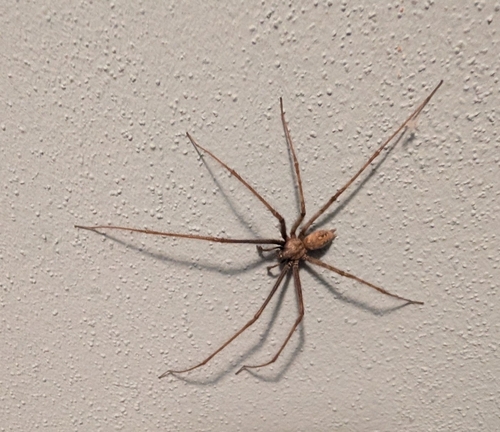 Cardinal Spider