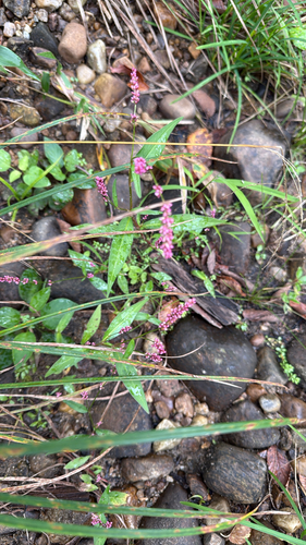 low smartweed