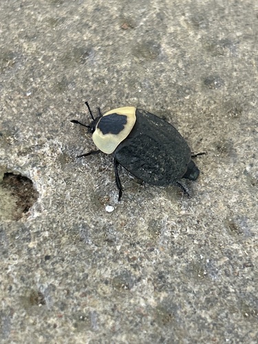 American Carrion Beetle