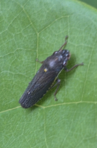 Speckled Sharpshooter