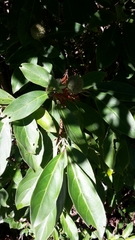 Cornus capitata